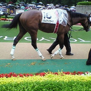 2009/05/31東京優駿（日本ダービー）パドックその2