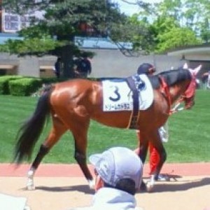 ドリームカトラス２０１０年５月３０日京都競馬場