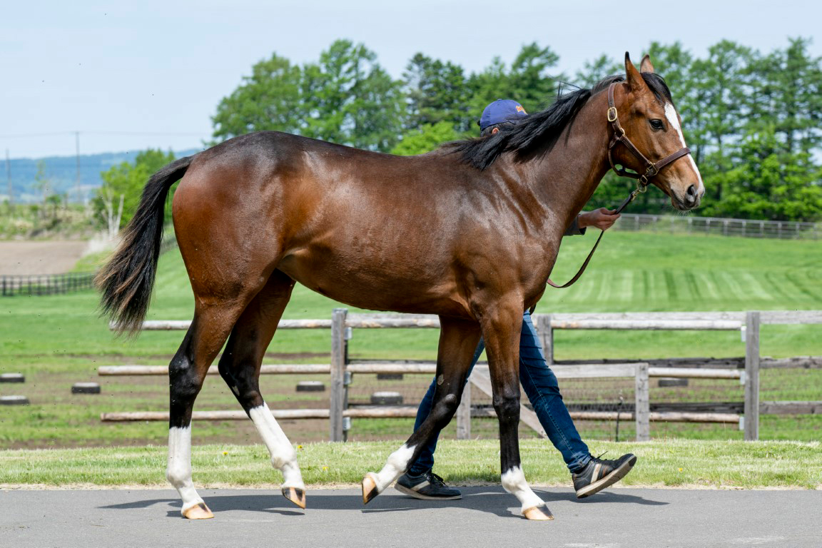 未開封2023年 社台サラブレッドクラブ サンデーサラブレッドクラブ カタログ 未開封2023年 社台サラブレッドクラブ サンデーサラブレッドクラブ