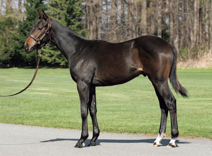 2025年社台サラブレッドクラブ募集馬インタビュー 【馬体の見かた講座