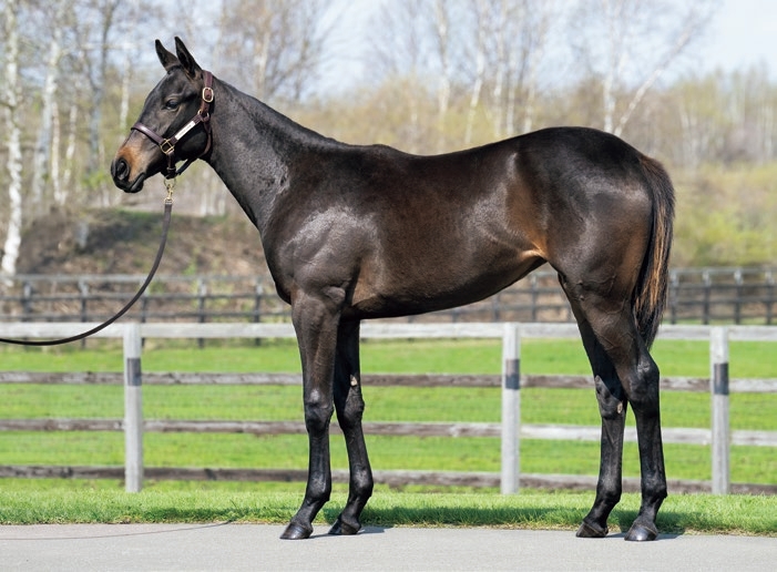 2025年社台サラブレッドクラブ募集馬インタビュー 【馬体の見かた講座