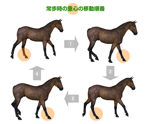 歩様」は前から見ると分かりやすい 【馬体の見かた講座】 :: 一口馬主DB