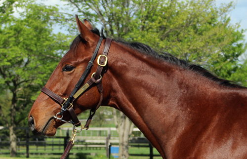サラブレッドの研究 セシアンベリル 牝3歳 ※中央競馬 登録抹消 | サラブレッド