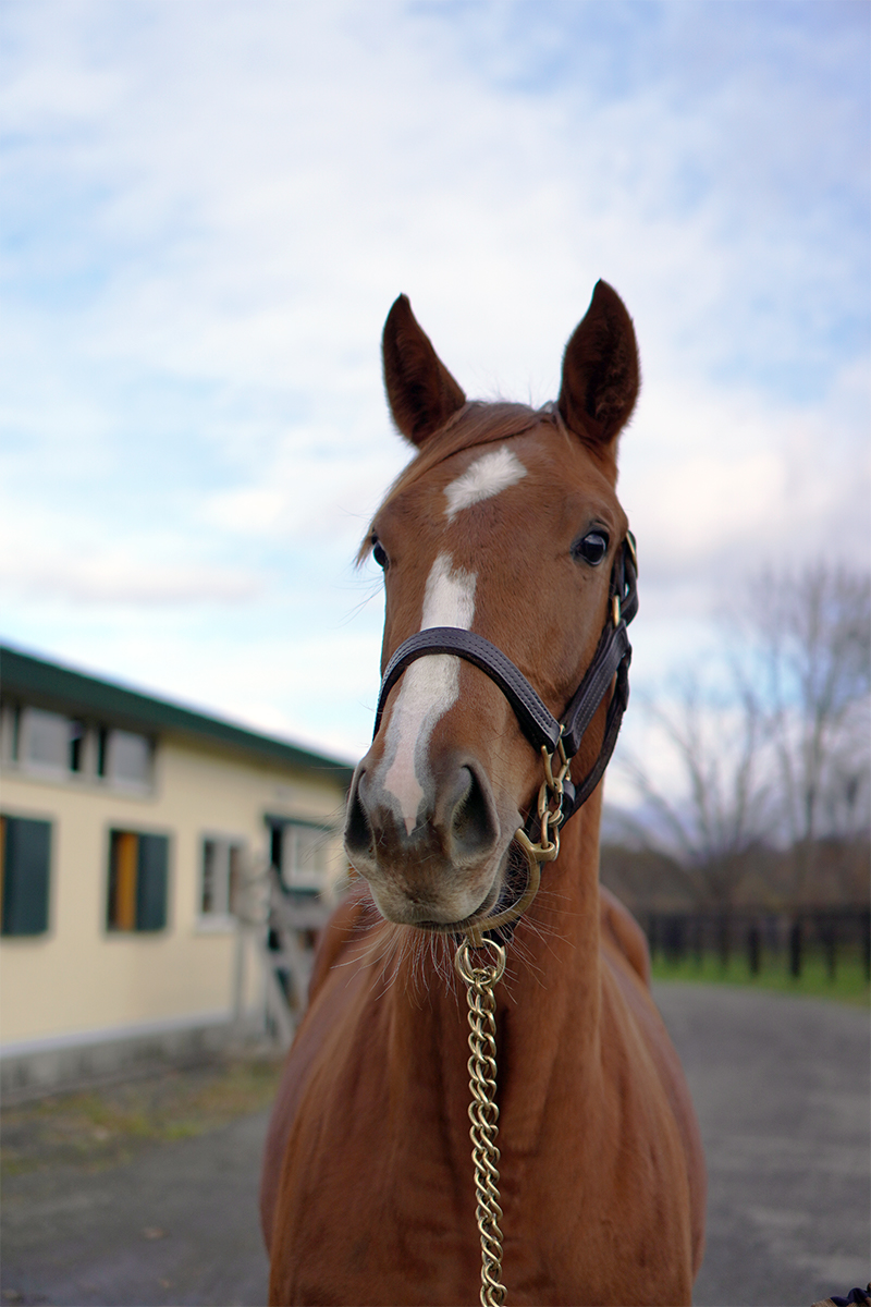 三冠牝馬デアリングタクトの全妹に会ってきました 【馬体の見かた講座