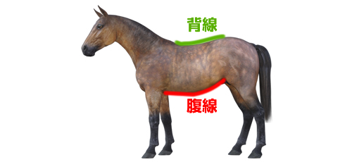 背中 の見かたと 腹 との関係 馬体の見かた講座 一口馬主db