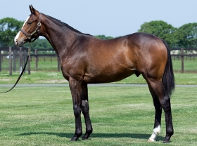 種牡馬別】ネオユニヴァース産駒編 【馬体の見かた講座
