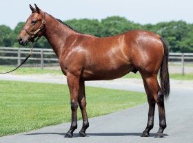 ロードカナロア産駒 現在募集中のクラブ馬を探す 一口馬主db