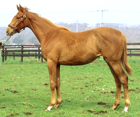 スウィートエルフ 募集カタログ1