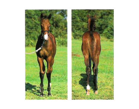 ブルーショットガン 募集カタログ2