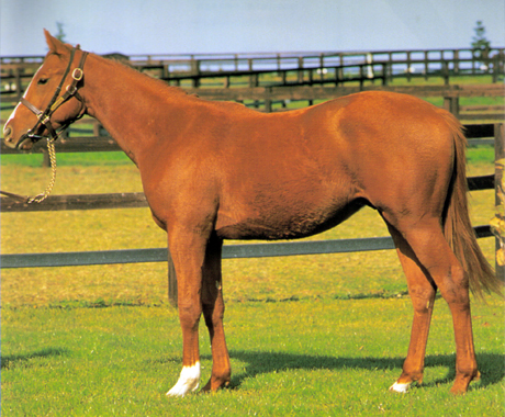 ロードクロノスの募集時カタログ 一口馬主db