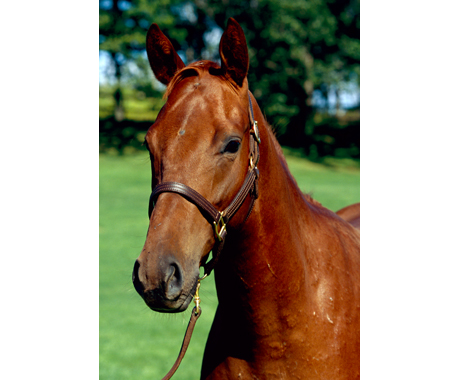 ロールオブザダイス 募集カタログ2