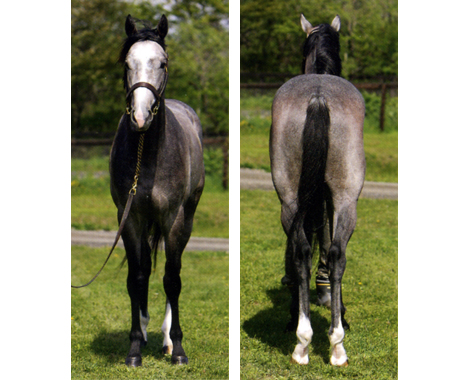 ホワイトピルグリム 募集カタログ2