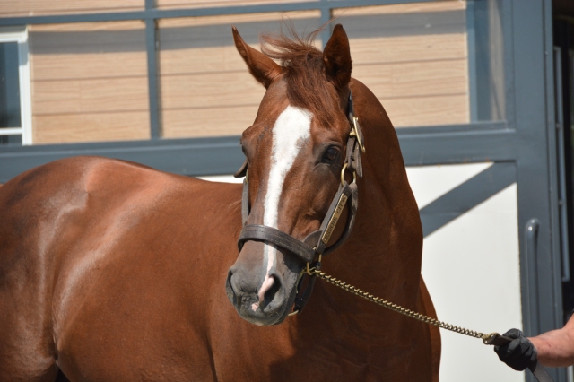 優駿スタリオンステーションにて2 エスポワールシチー