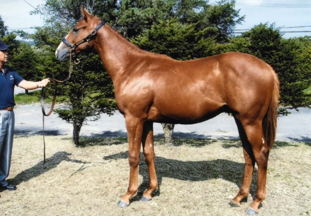 入厩前 エスポワールシチー