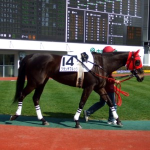 未勝利戦パドック