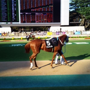５東１　ユートピアＳ　パドック