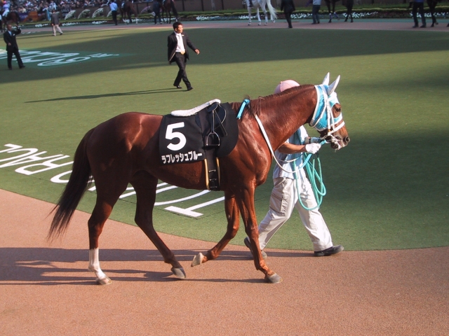 09.11.07 東京10R ユートピアＳ パドック ラフレッシュブルー