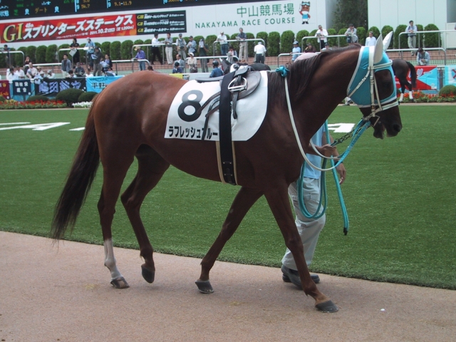 11.9.25 中山4Ｒ 障害3歳以上オープン パドック① ラフレッシュブルー