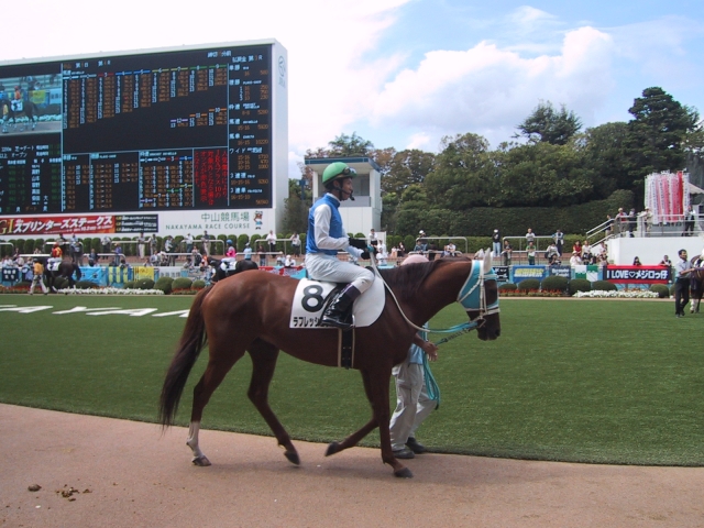 11.9.25 中山4Ｒ 障害3歳以上オープン パドック② ラフレッシュブルー