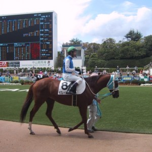 11.9.25 中山4Ｒ 障害3歳以上オープン パドック②