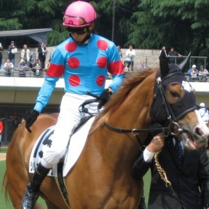 未勝利戦パドック