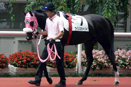 2歳未勝利 ウインスカイハイ