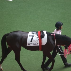 ７月１２日(土）阪神１R２歳未勝利戦