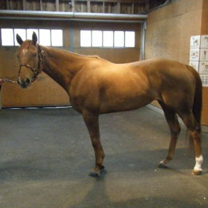 09/07/05NF空港牧場見学時その１