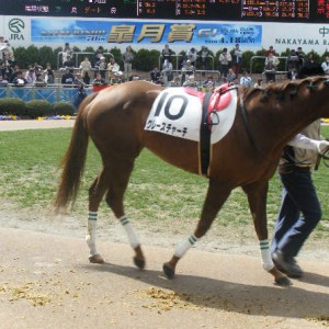 2010/04/03_4歳上500万下パドックその3