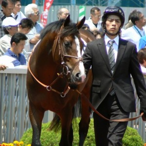 新馬戦パドック２