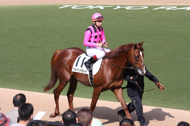 10/19新馬戦パドック ベルベットロード