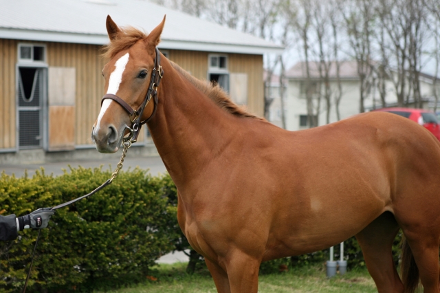 2008/05/18　ＮＦ空港 イルドロール