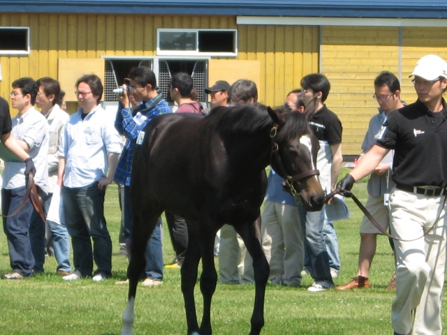 １歳　ノーザンファームにて キリエ