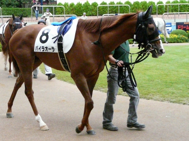 9/26 500万下パドック バイラオーラ