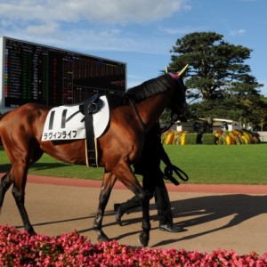 京都12R1000万パドック