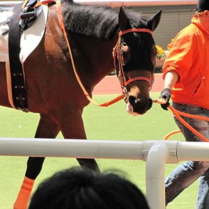 2009/4/11　3歳未勝利