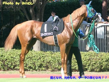 ２０１０．０９．０４新潟１０Ｒ　３戦目のパドック（その３） ステイツマンシップ