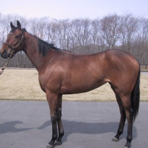 リーチコンセンサス　ノーザンＦ早来にて