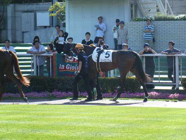 2009/08/29_3歳上1000万下パドックその1 ピースエンブレム