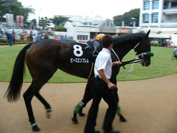 2009/09/12紫苑ステークスパドックその1 ピースエンブレム