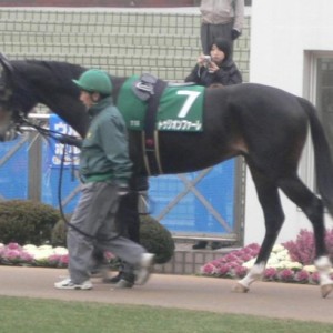 京成杯　パドック