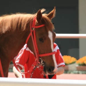 クリムゾンブーケ1400㍍（ダ）