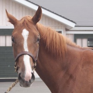 2008/8/31ノーザンF早来