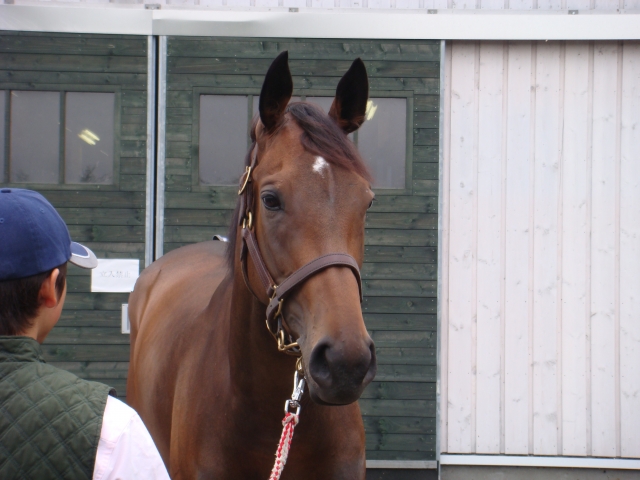 2009年9月6日 ブエナビスタ