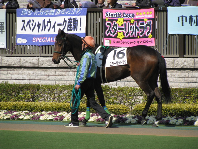東京　新馬戦パドック スターリットラヴ