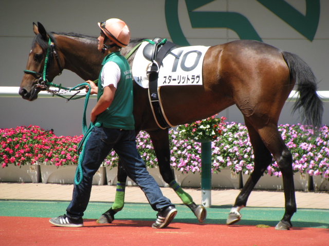 福島　未勝利戦パドック スターリットラヴ