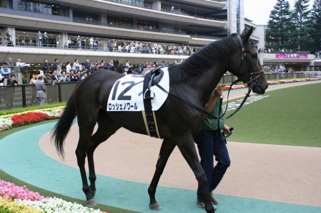 10/17　東京12R　パドック ロッシェノワール