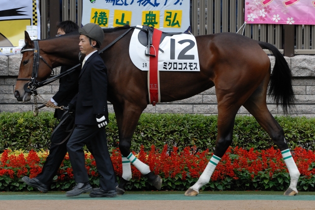 新馬戦パドック ミクロコスモス