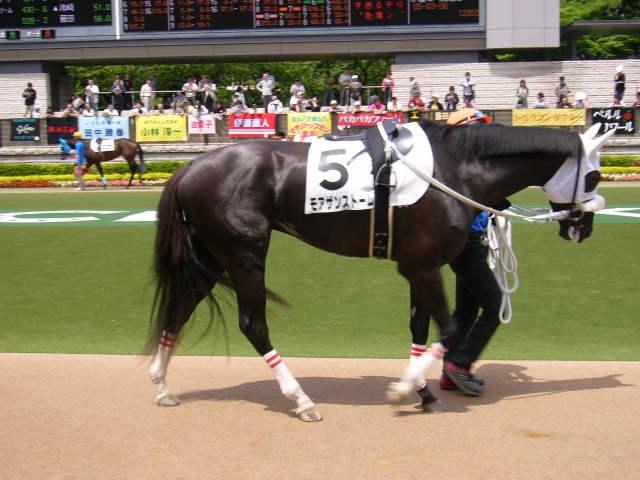 3歳500万緒戦1 モアザンストーム