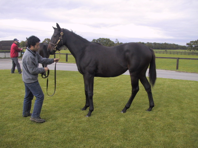 デグラーティア 遠浅早来にて デグラーティア